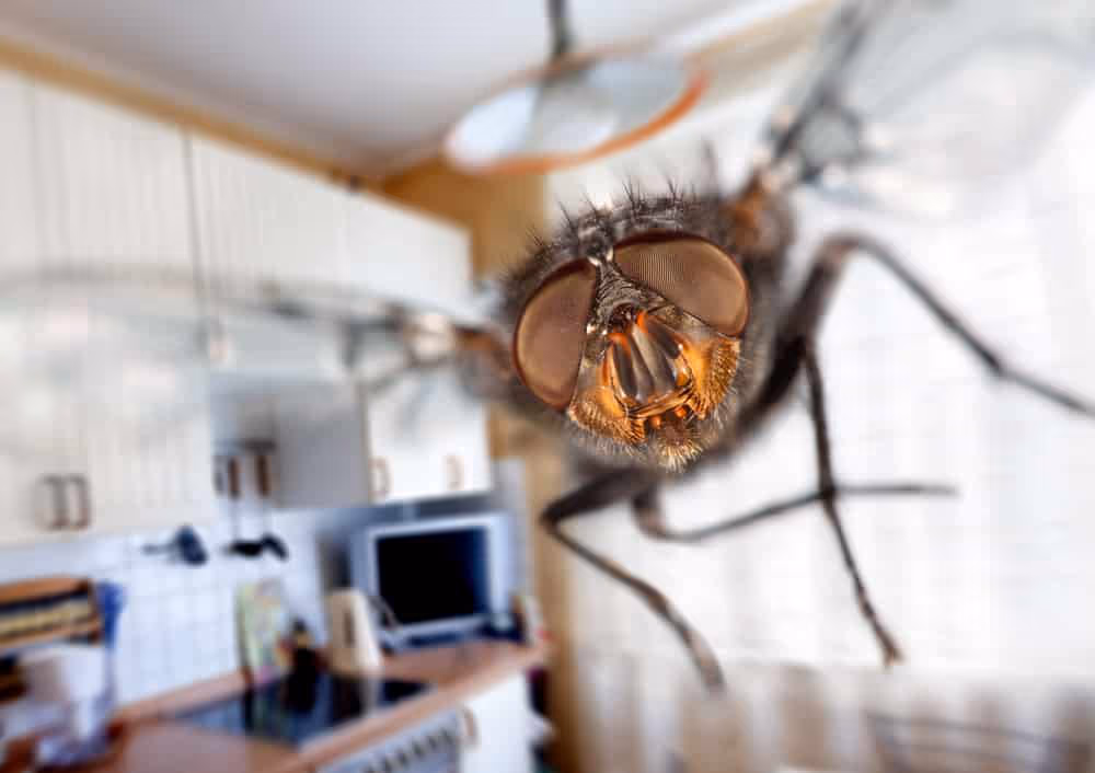 Pesky Flies