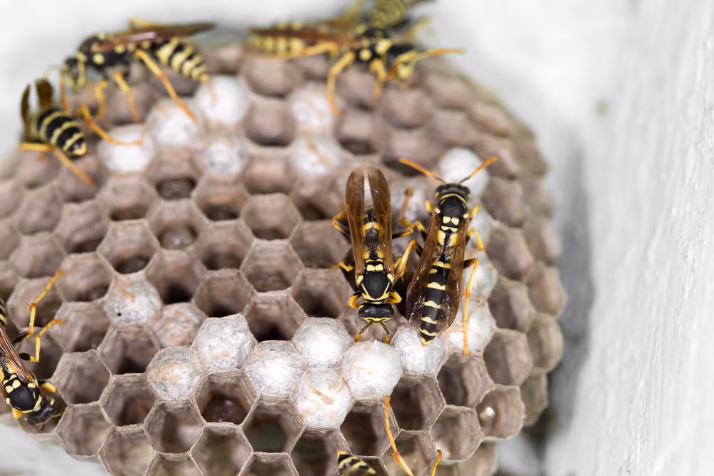 Wasps Recognize