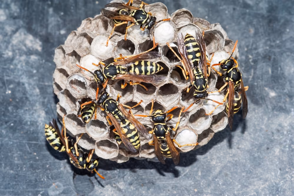 Wasps