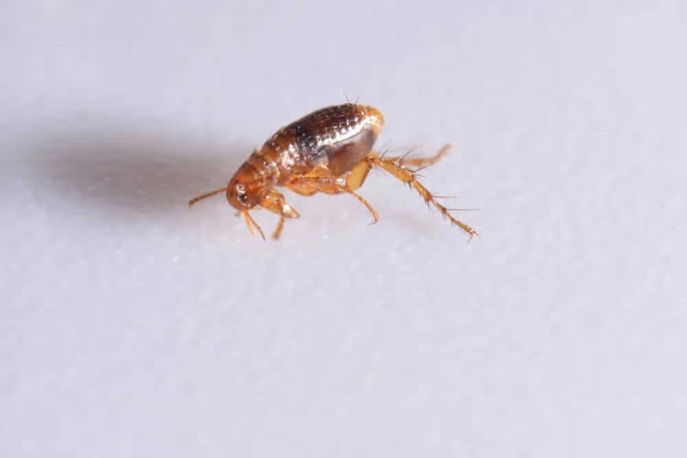 Fleas