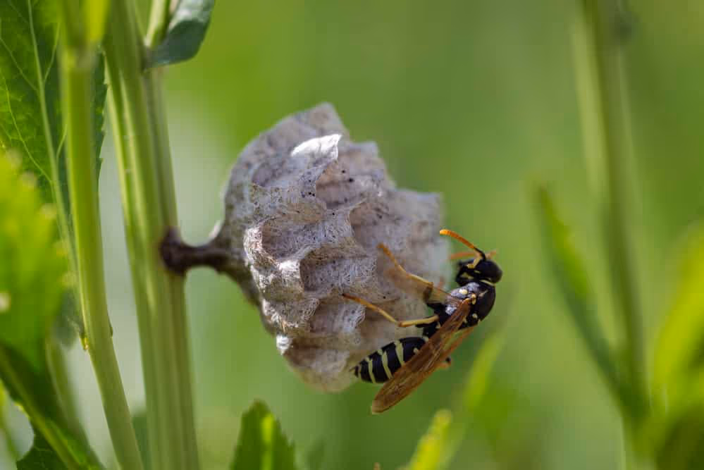Wasp in Canada