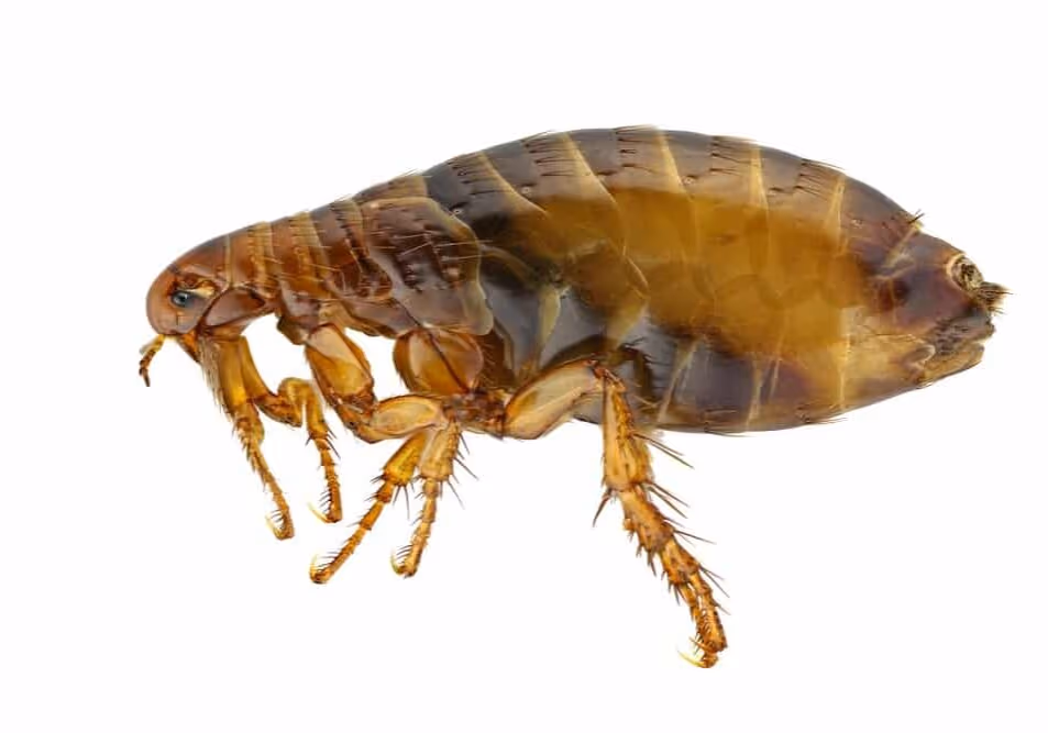 4 facts about fleas you should know in Vancouver