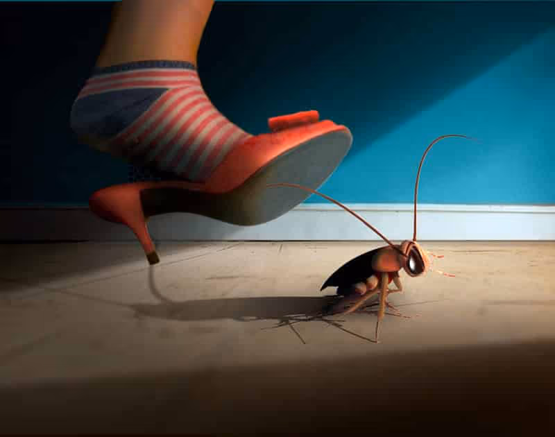 Eliminating a Cockroach infestation in your home