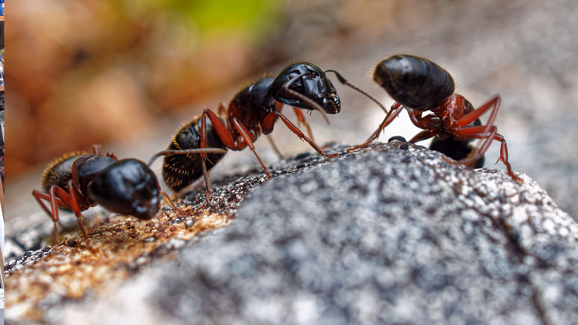 inside the mind of an exterminator a day in the life of tackling carpenter ants in vancouver