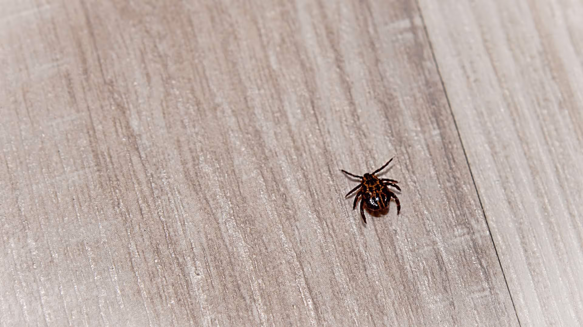 bed bugs on a budget affordable treatment options in vancouver
