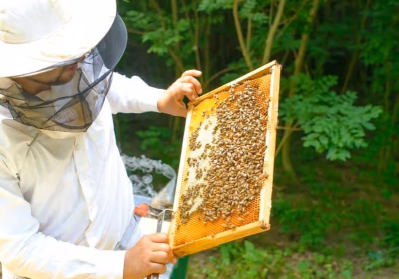 bees control