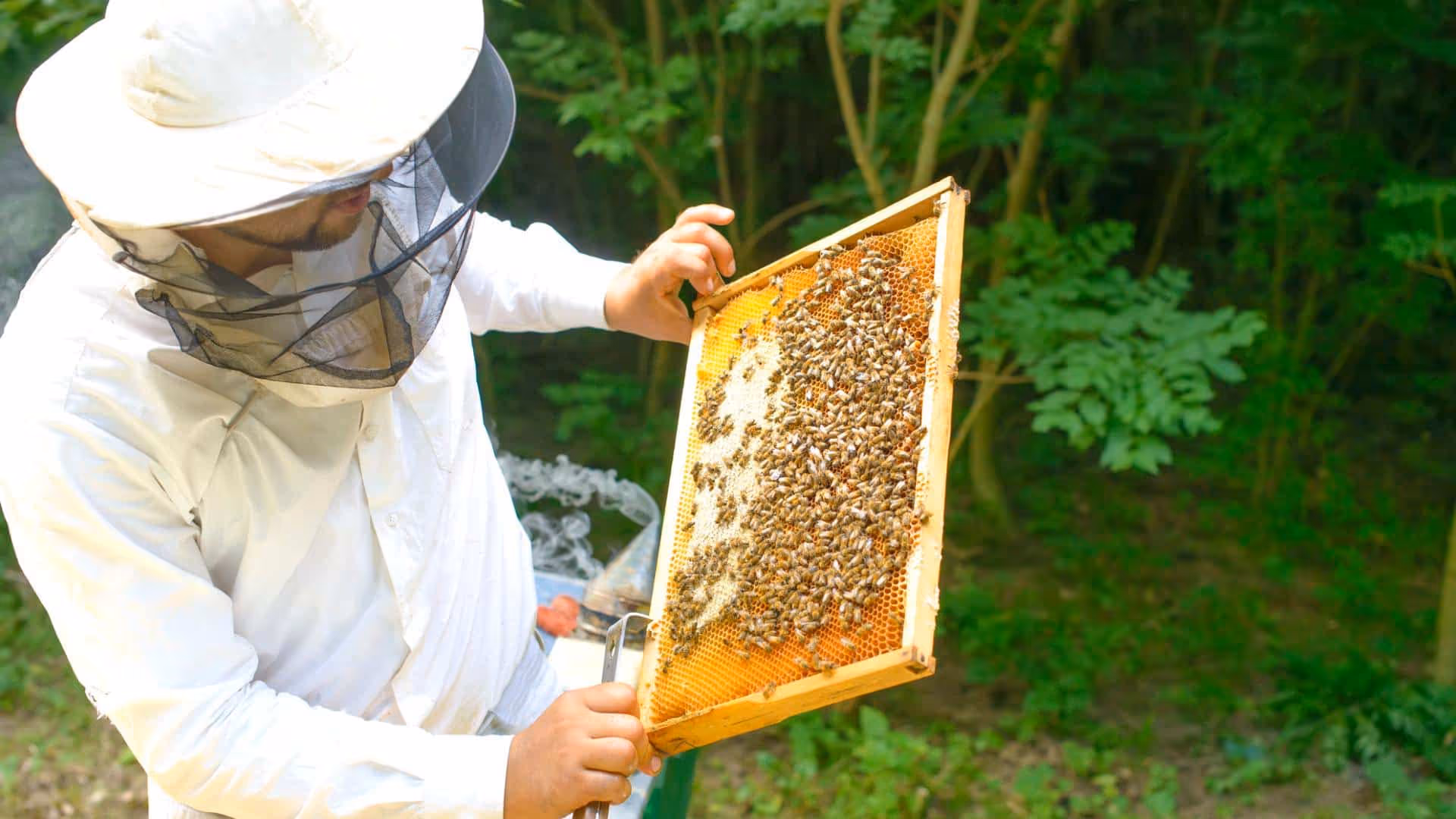 bees control