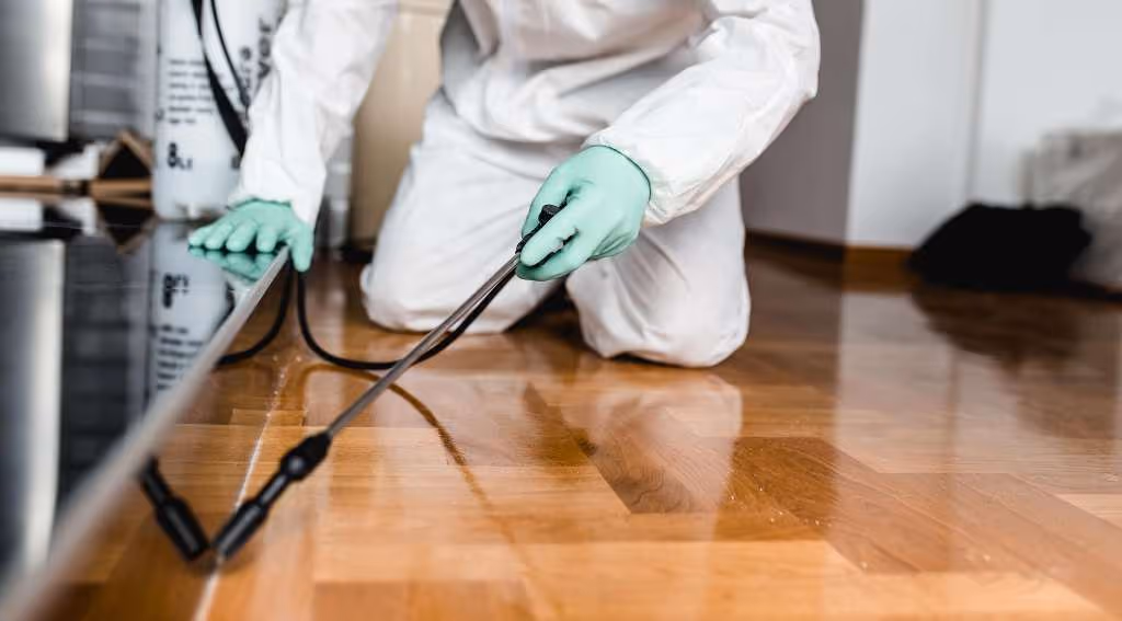 carpenter ant control in vancouver the ultimate guide