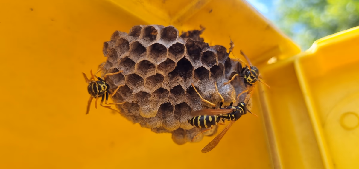 climate change is making vancouvers wasp season worse