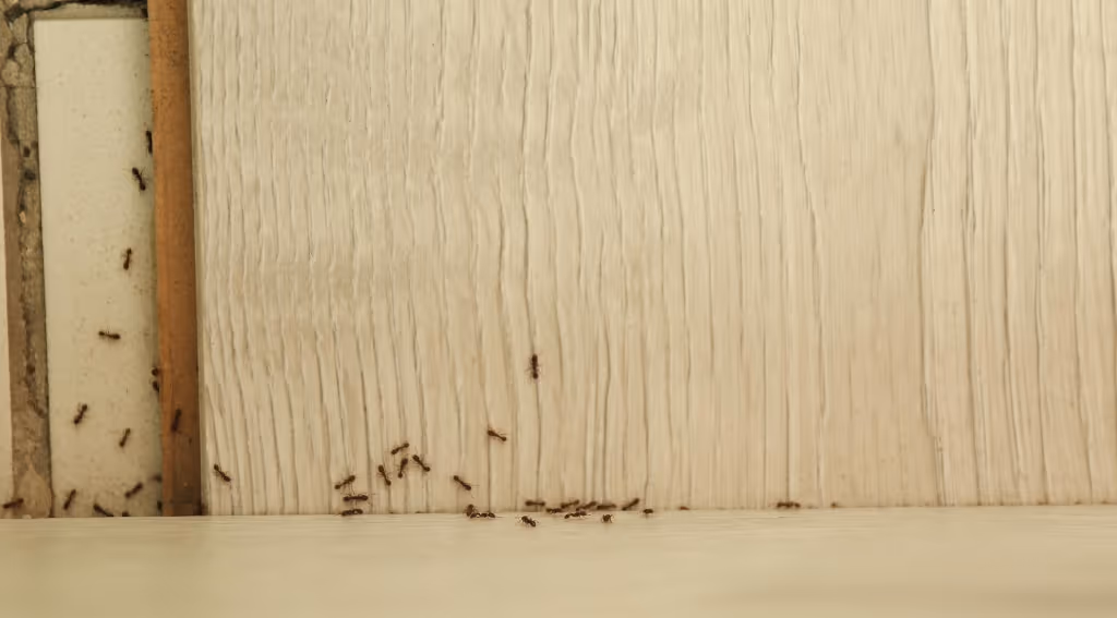 eco friendly and safe carpenter ant control in vancouver