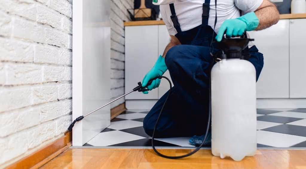 emergency carpenter ant control in vancouver – what to do immediately