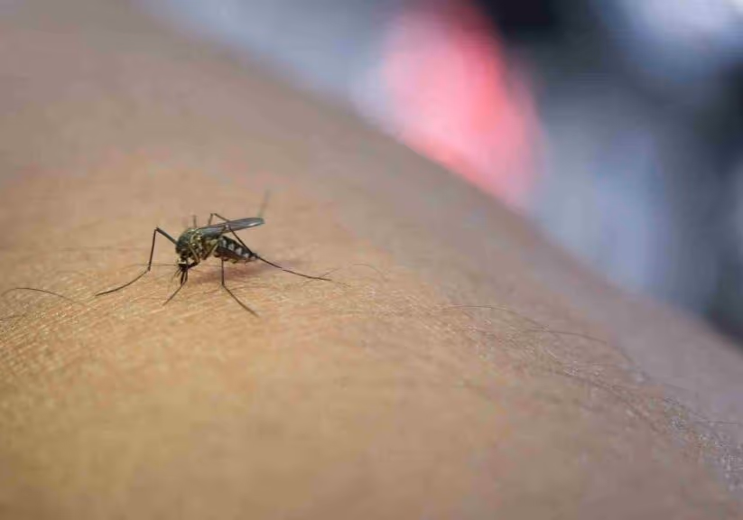 flea infestation how to get rid of them from your pets and home