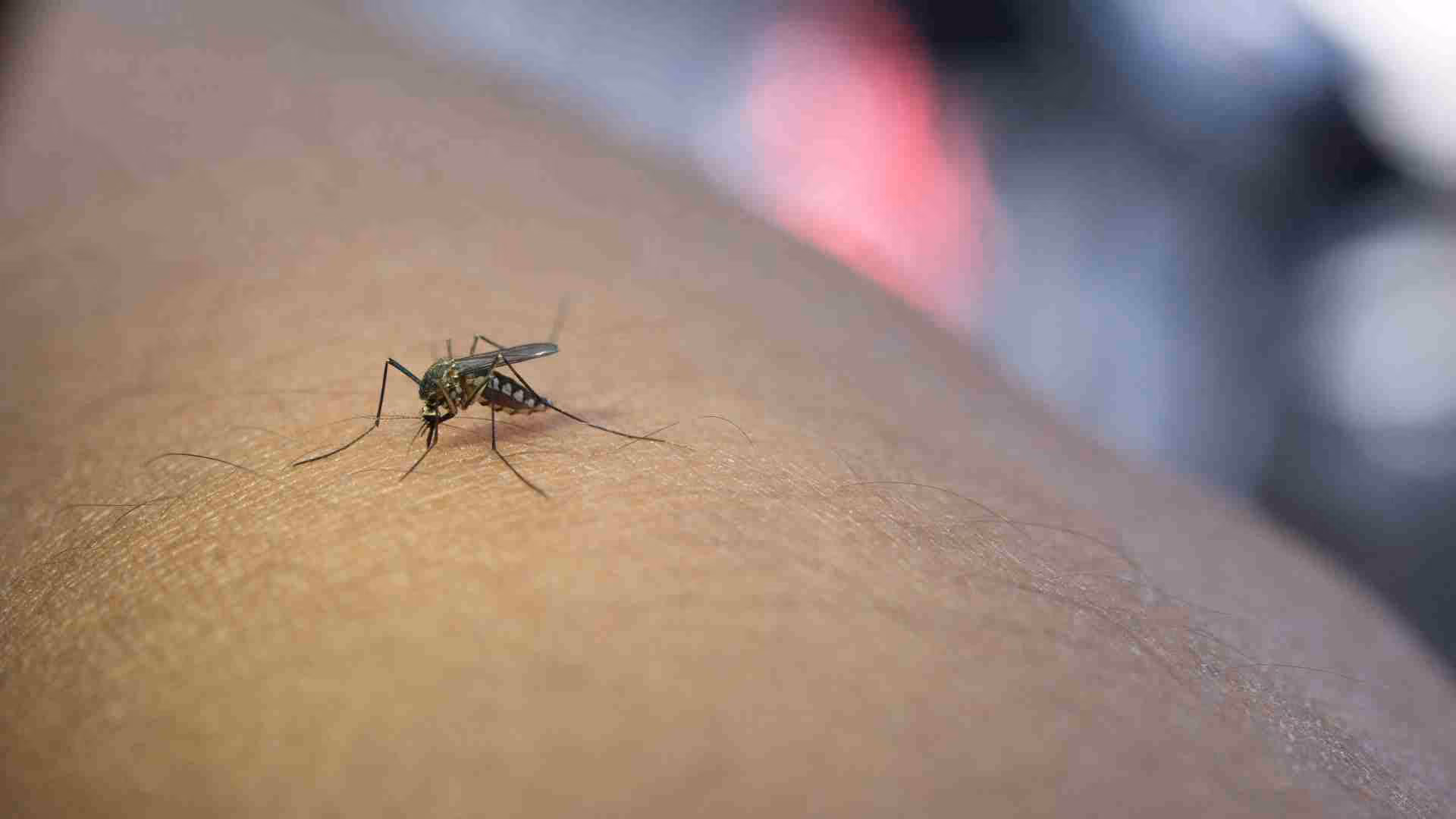 flea infestation how to get rid of them from your pets and home