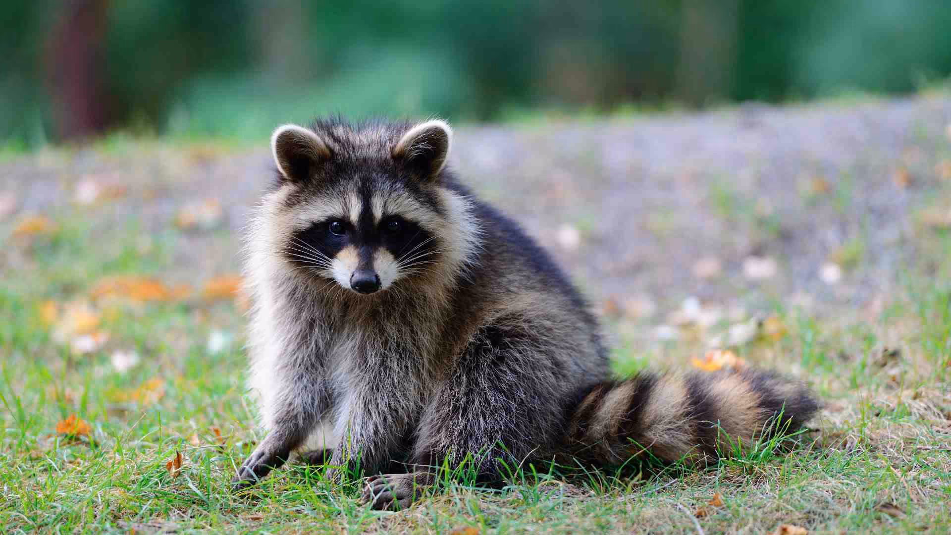 From bandit masks to secret superpowers — facts about raccoons
