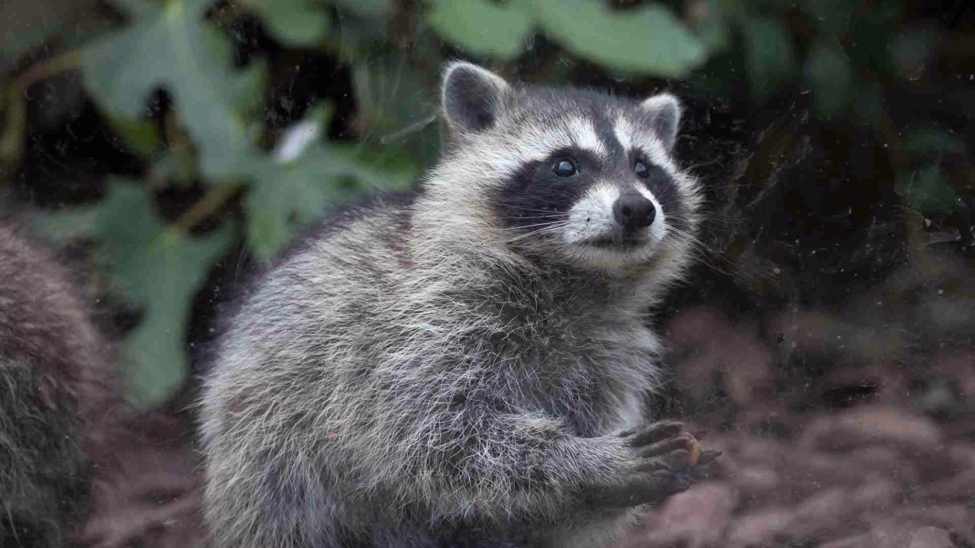 how are raccoon squirrels in vancouver a threat to yards