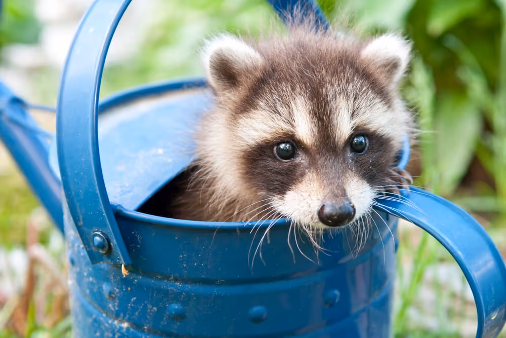 Raccoon Control Tips that Work in Vancouver