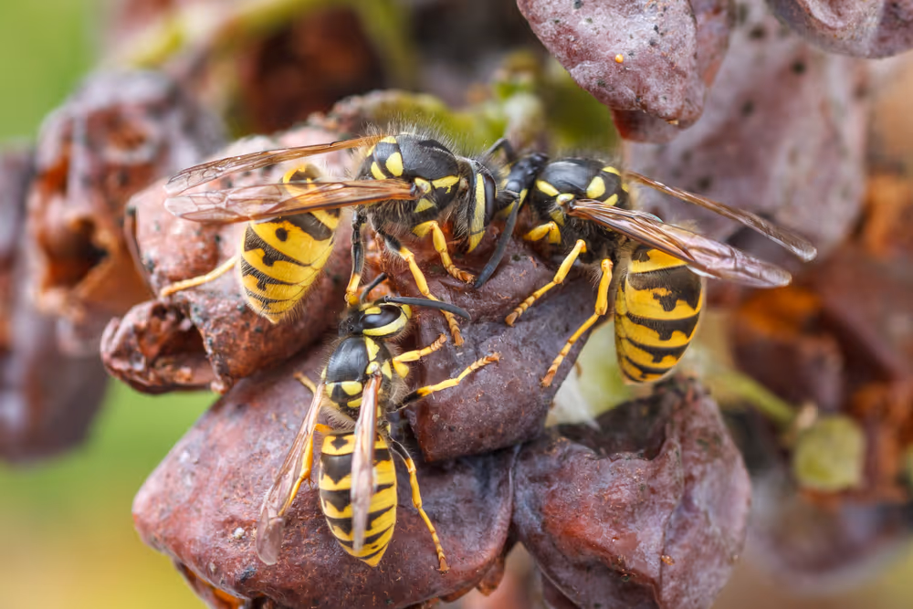 Wasp Species