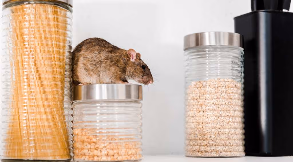 stop rodents before they take over a prevention guide for vancouver businesses