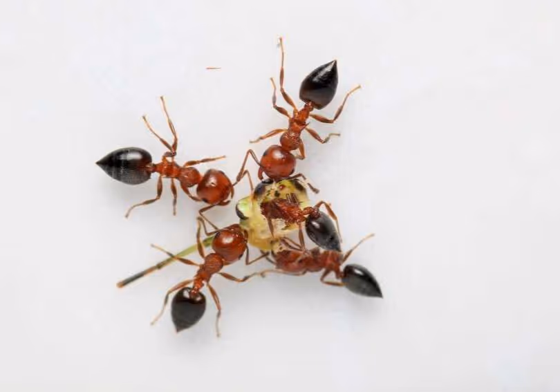 Structural damage by carpenter ants what Vancouver homeowners need to know