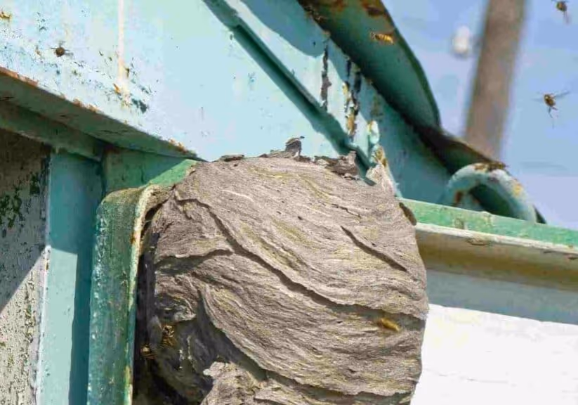 The dangers of DIY wasp nest removal: why you should hire professionals