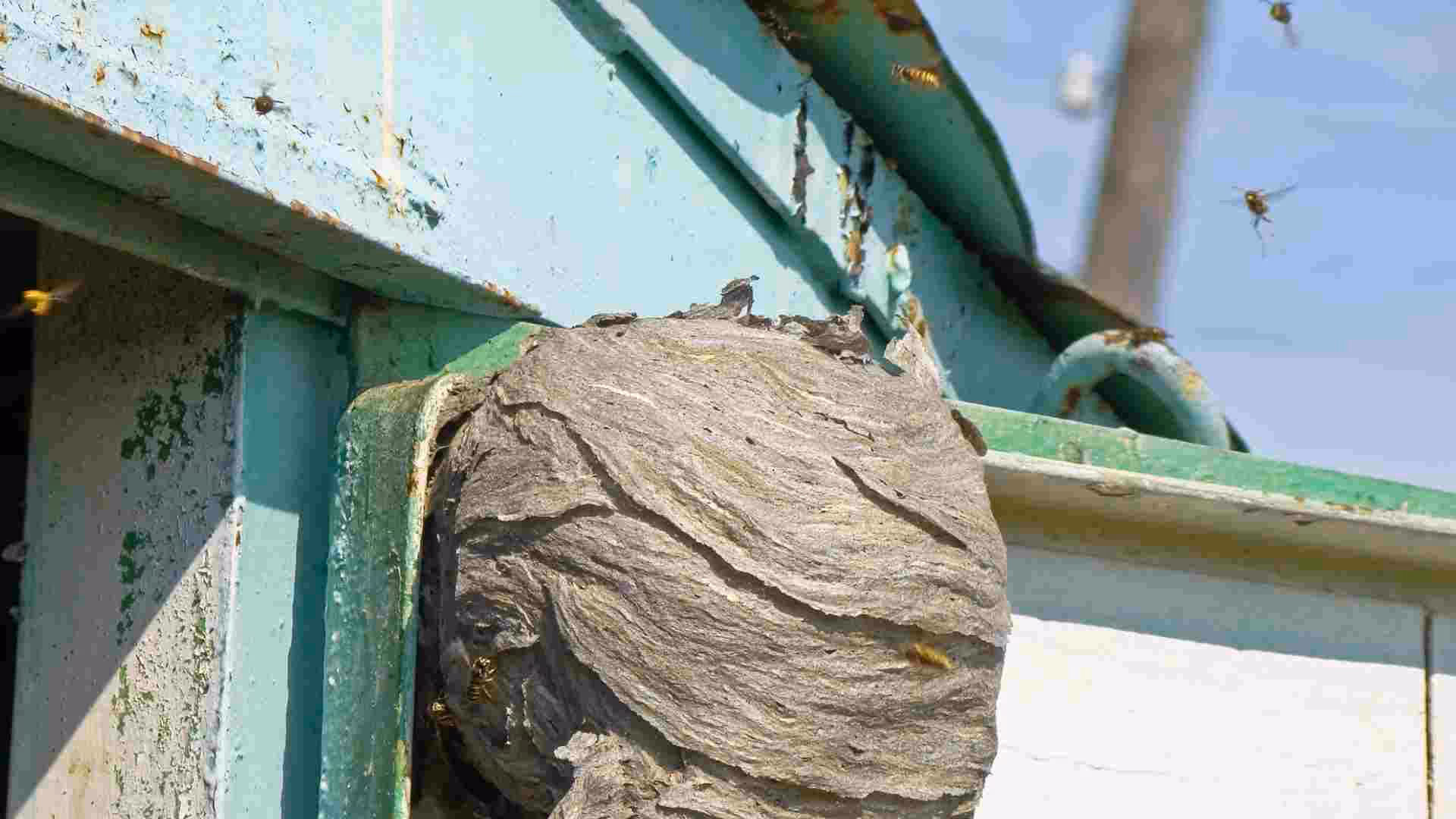 the dangers of diy wasp nest removal why you should hire professionals