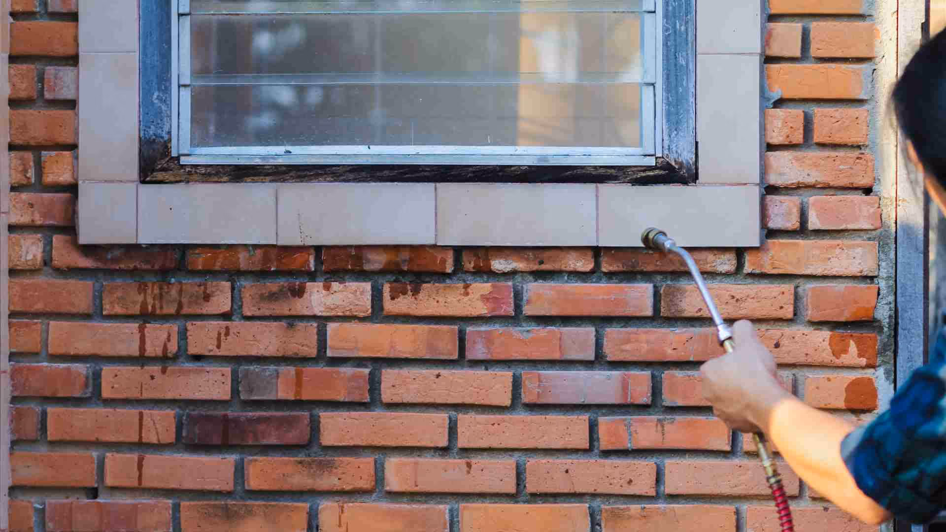 the green fight against ants eco friendly extermination options