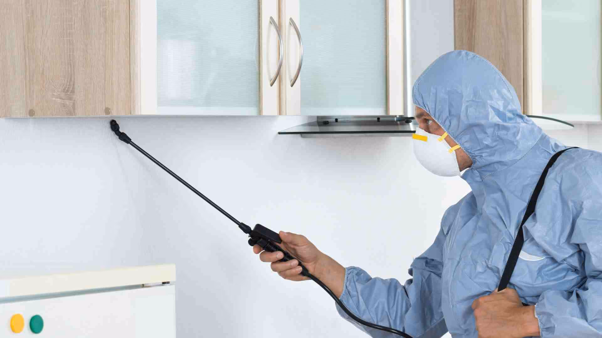 top 10 remedies for natural pest control in vancouver