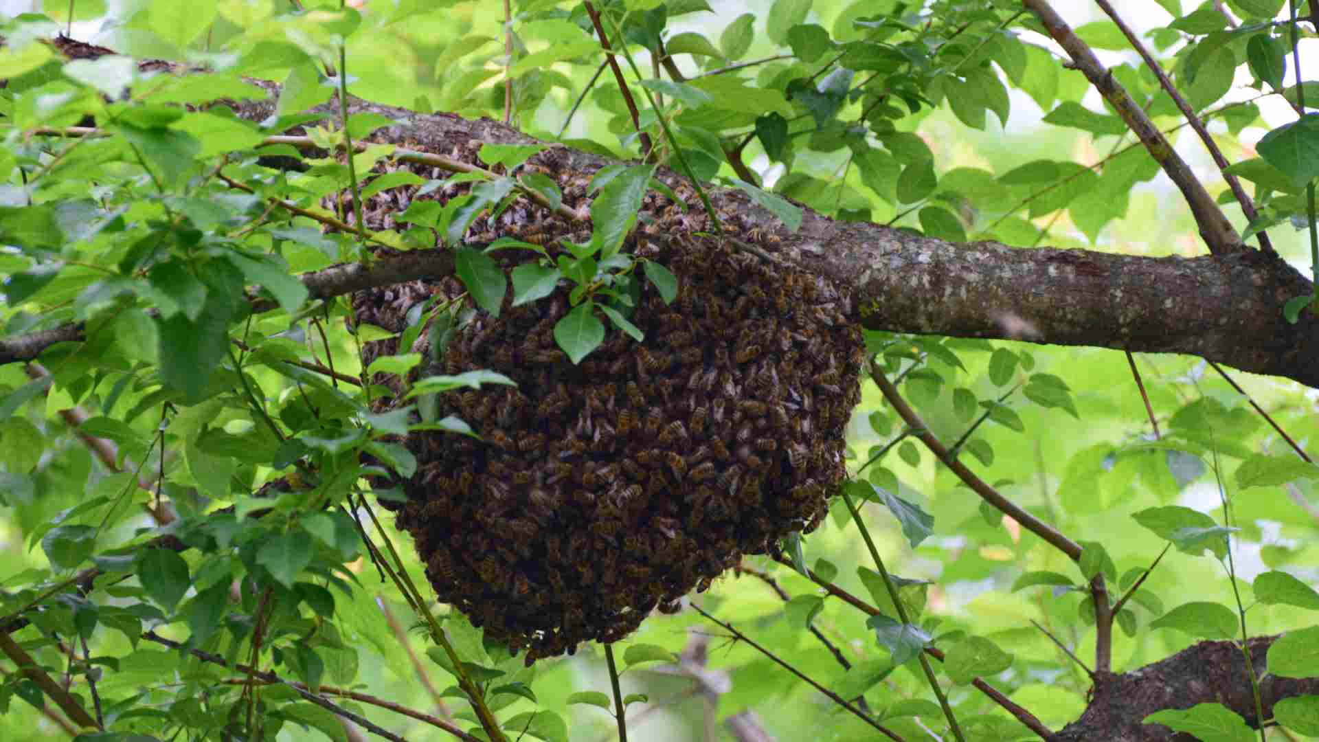 using diatomaceous earth as a natural pest control method for bees