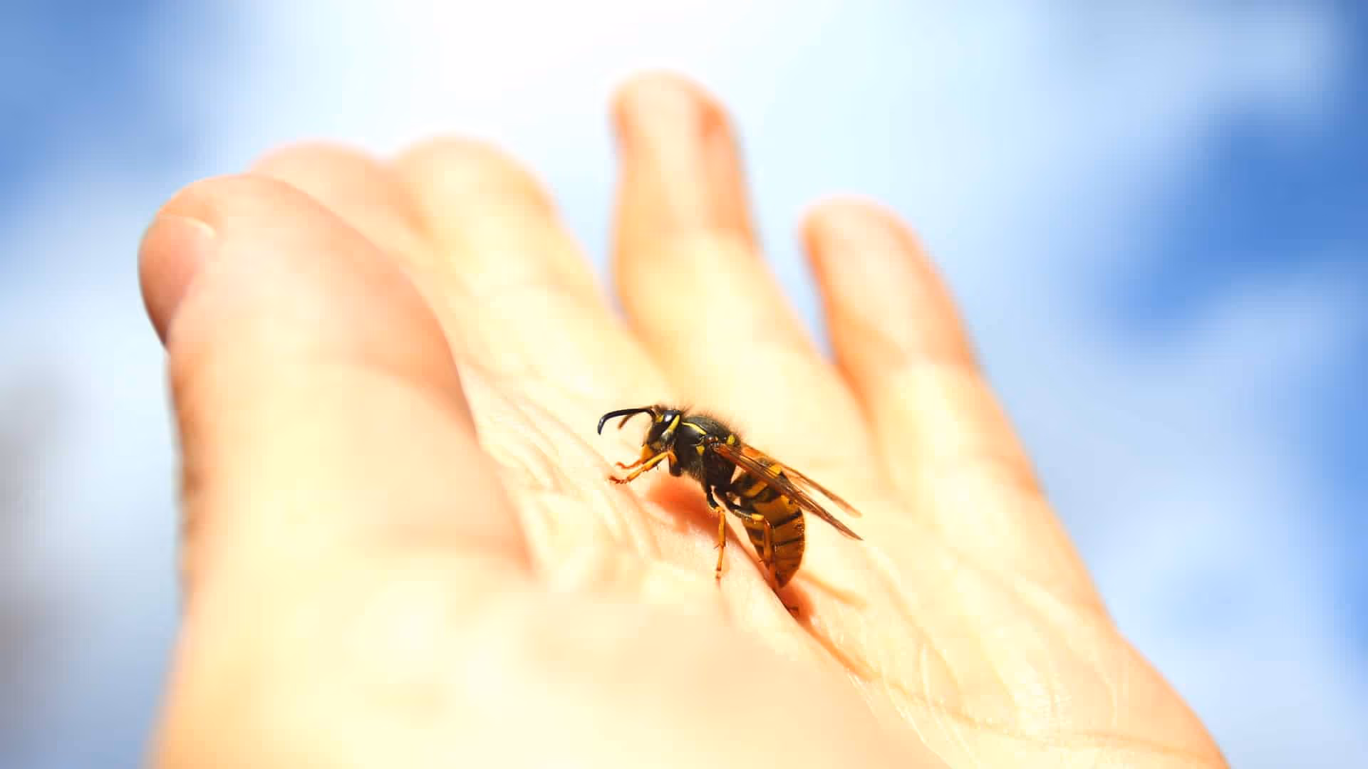 warning some expert tips for bee sting in vancouver