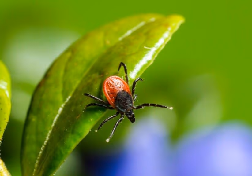 what to do if you found a tick in Vancouver