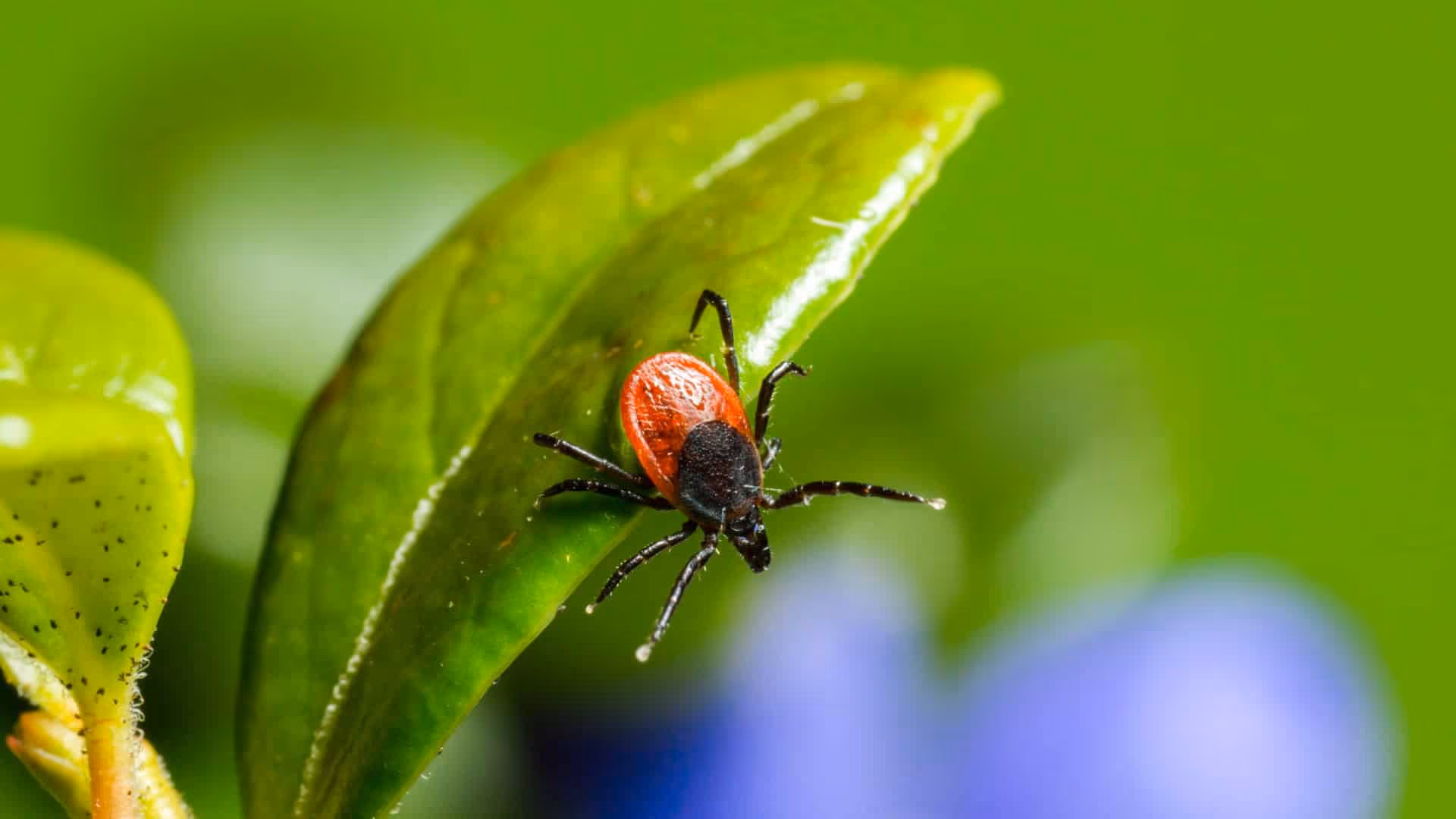 what to do if you found a tick in vancouver