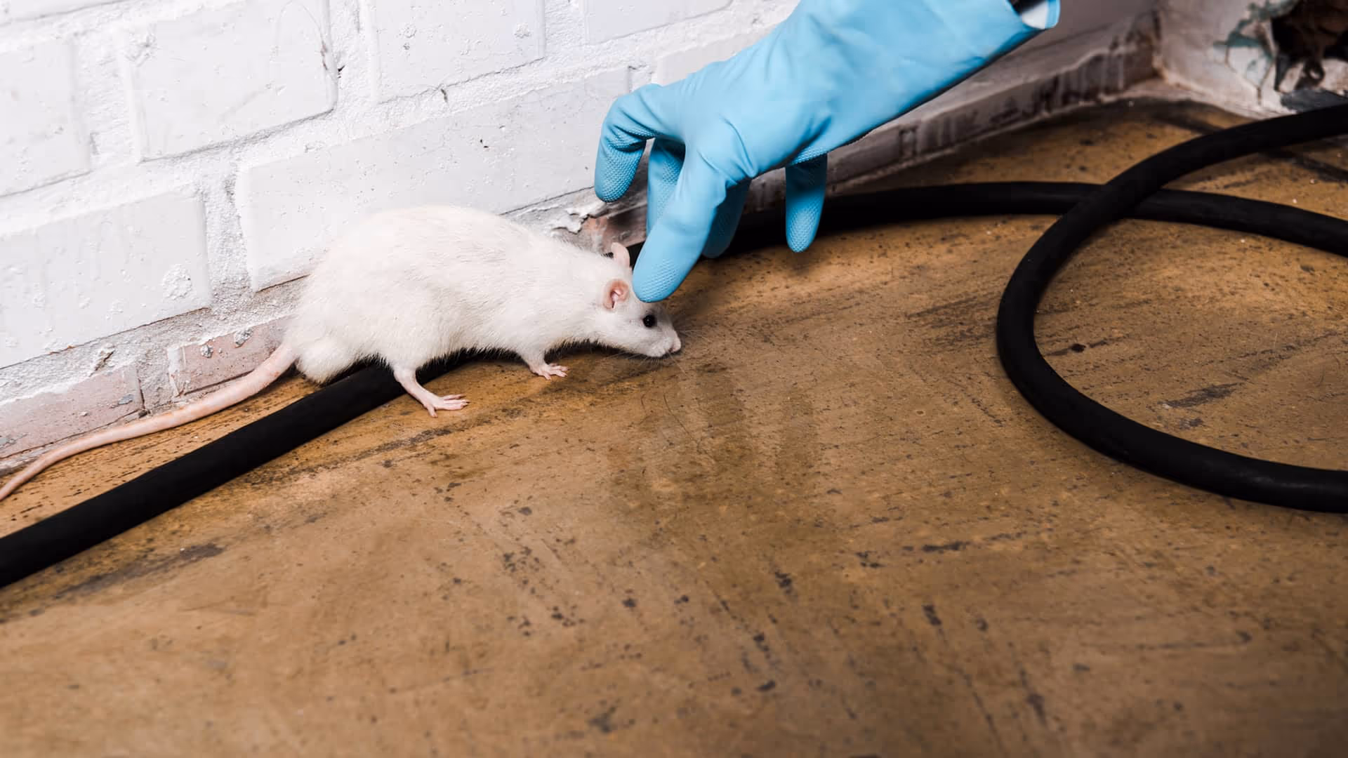 what to do if you found mouse droppings around your property in vancouver