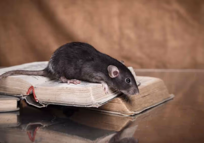 Why Vancouver is prone to mouse infestations — what you need to know