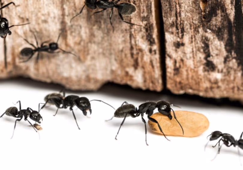 why vancouver’s humidity makes homes a carpenter ant haven
