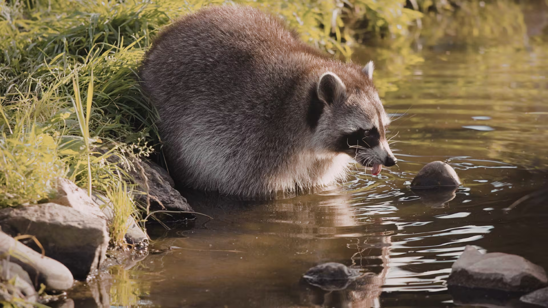 Wildlife control Vancouver