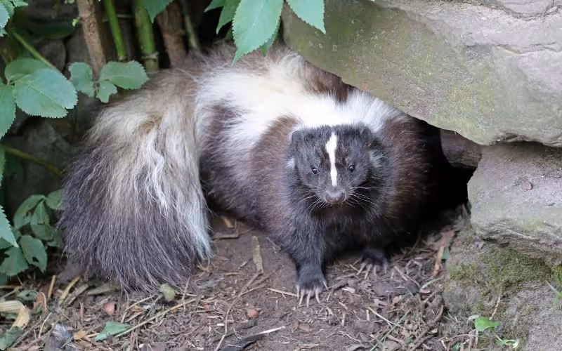 Animal problems in Vancouver
