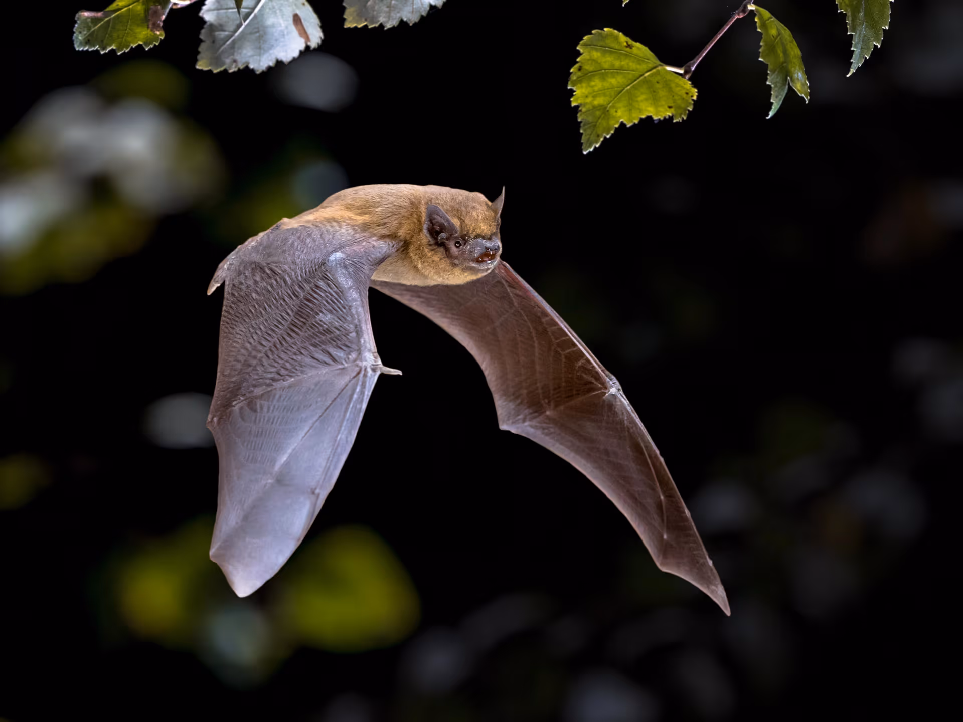 Bat removal in Vancouver