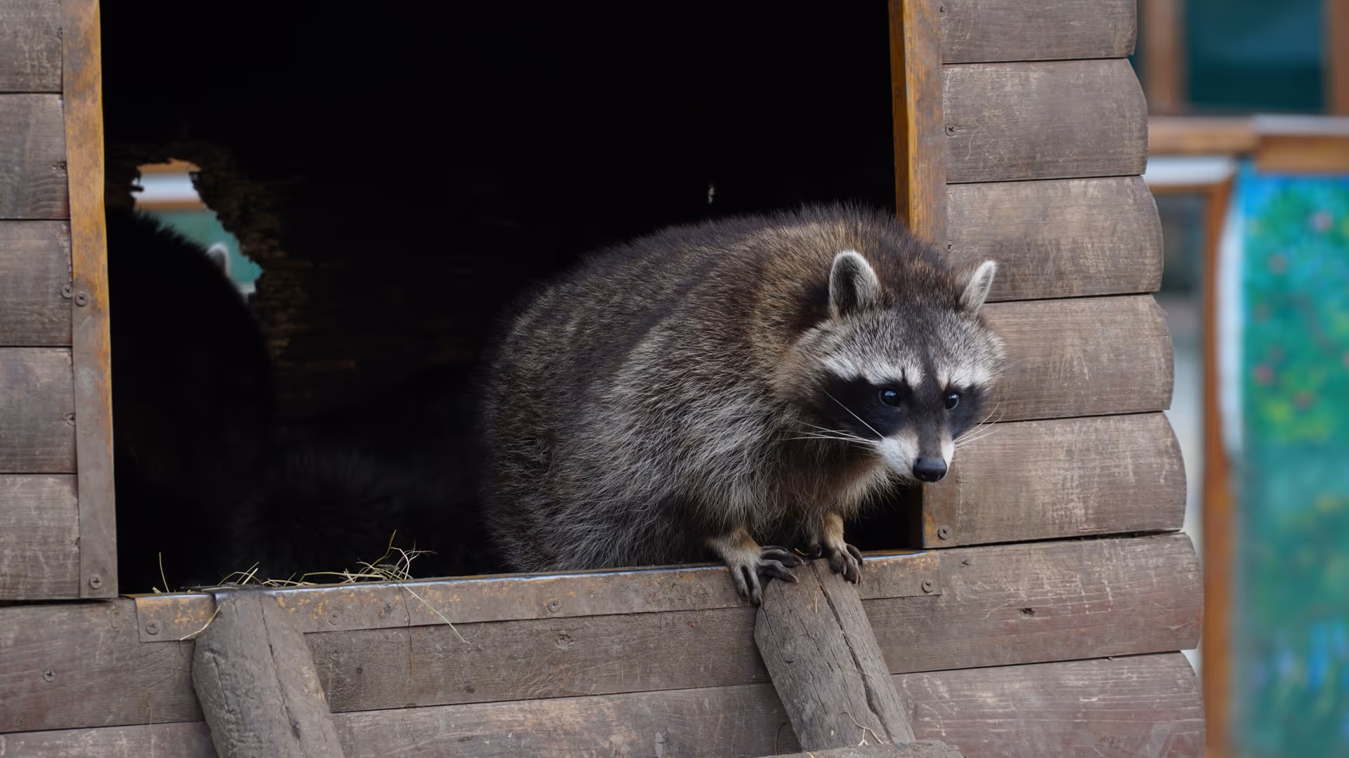 Raccoon removal in Vancouver