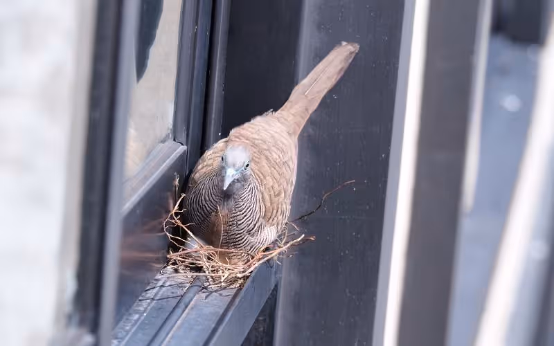Signs of animals in your home