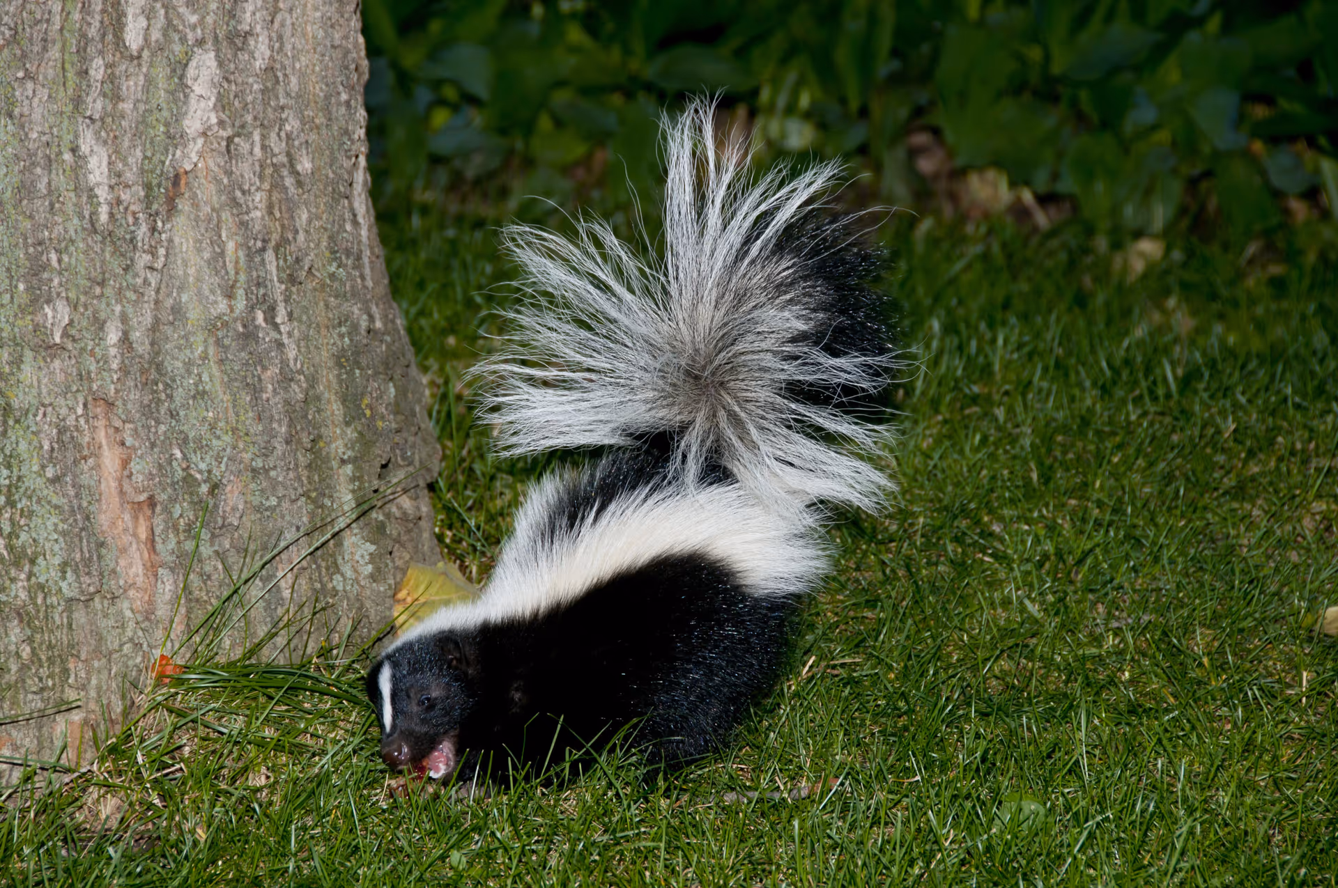 Skunk removal in Vancouver