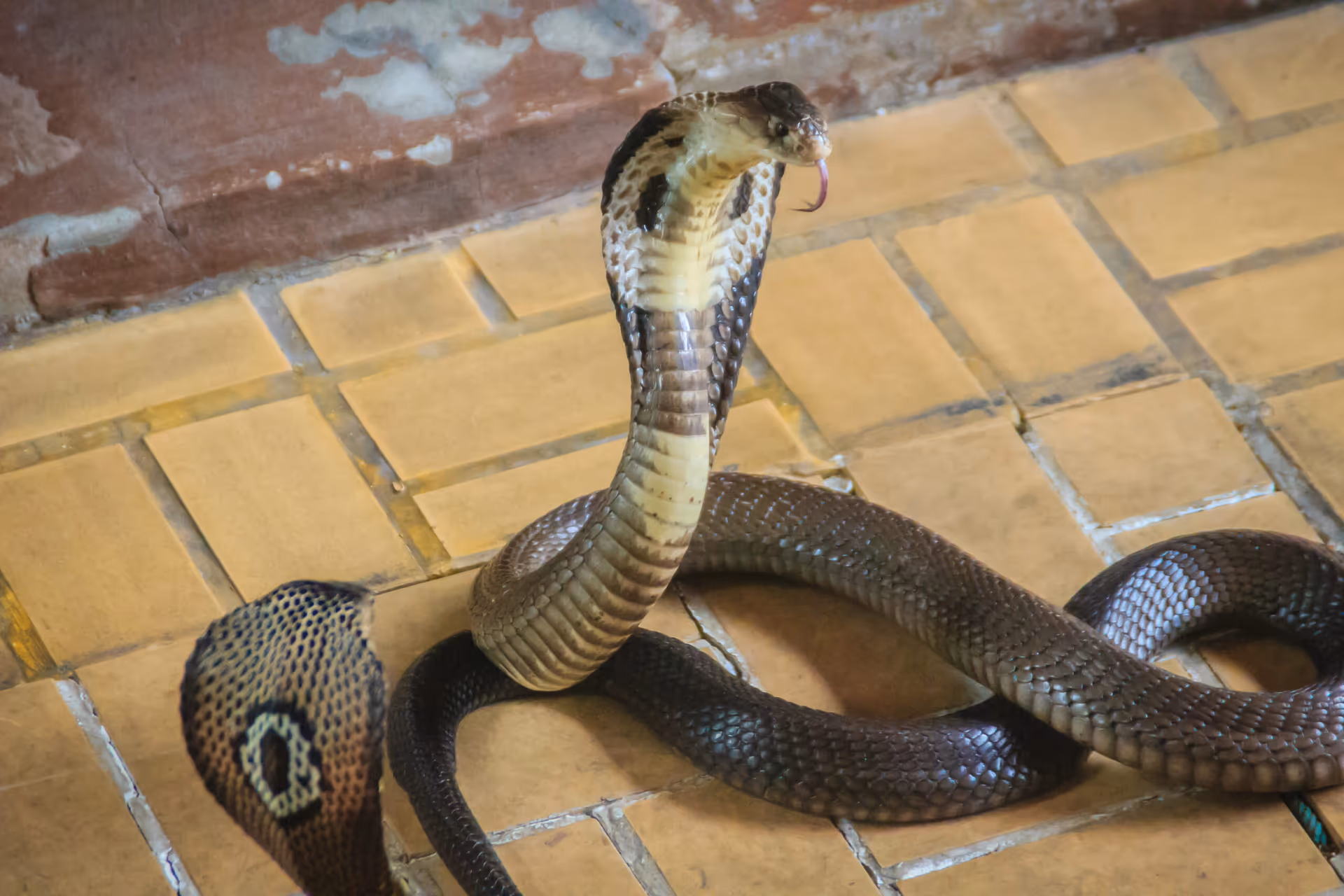 Snake removal in Vancouver