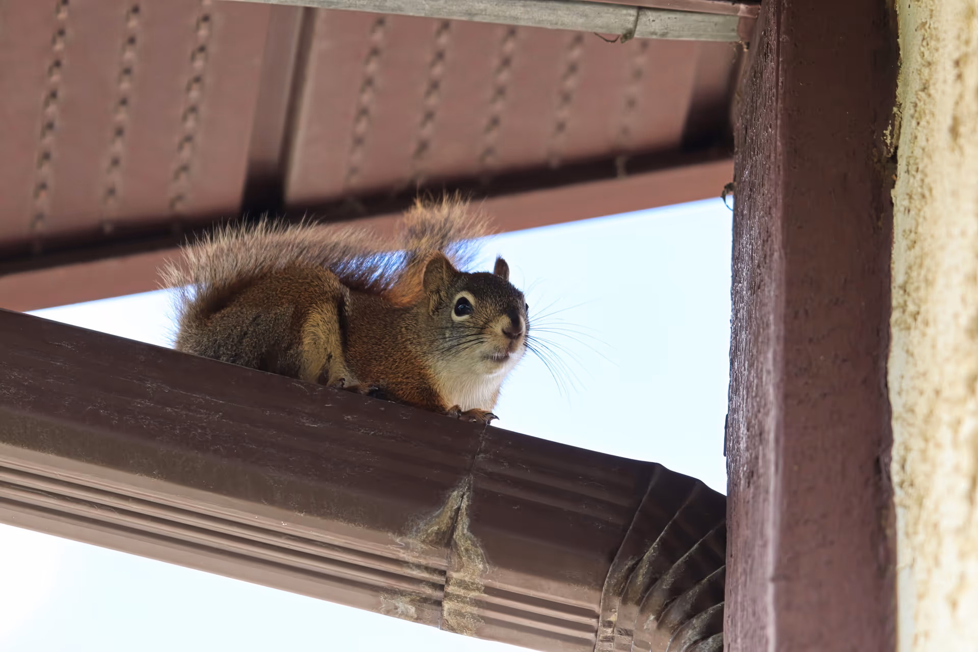 Squirrel removal in Vancouver