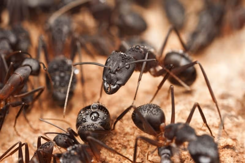 Ant Control Vancouver
