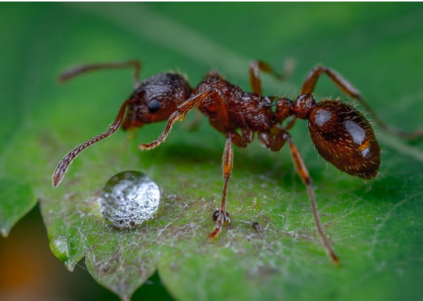 Argentine Ant Control in Vancouver