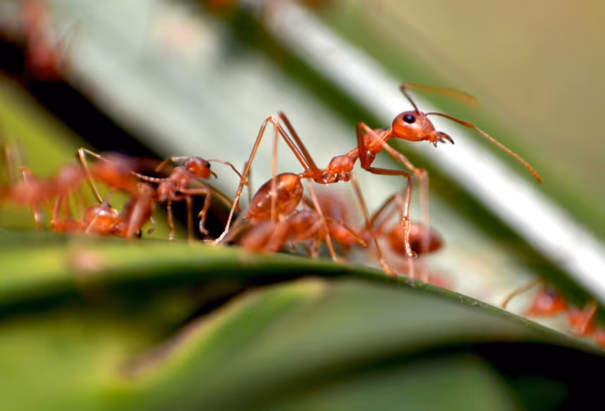 Fire Ant Treatment (Emerging in Metro Vancouver)
