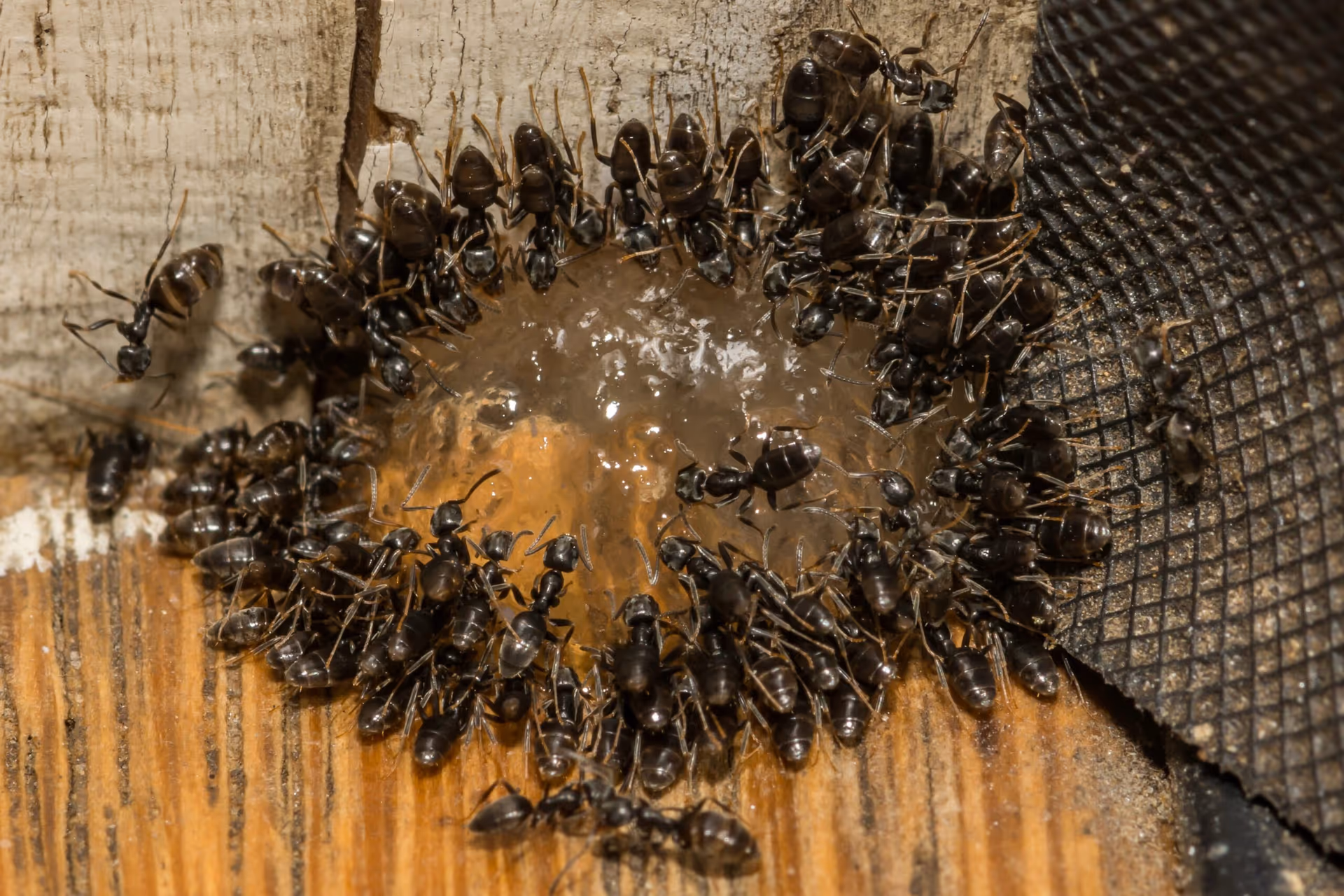 Odorous House Ant Control in Vancouver