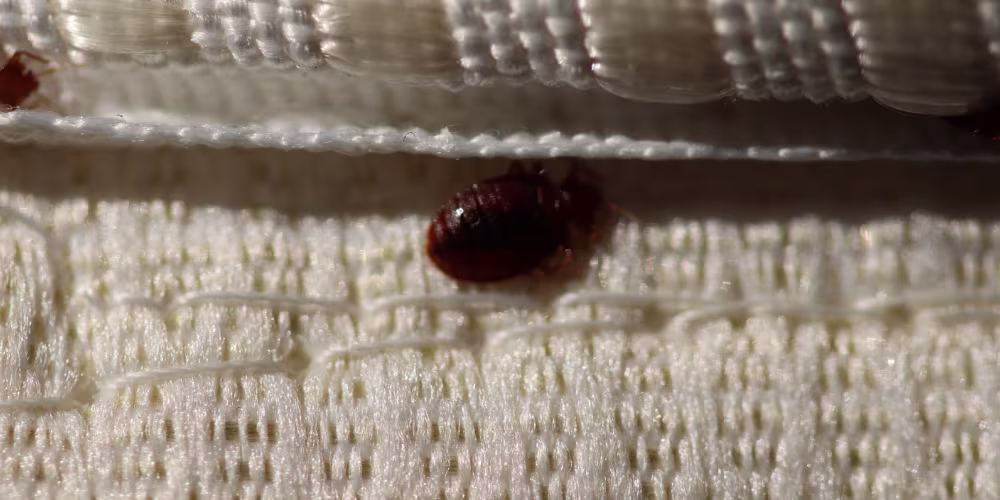 Bed bug infestation on mattress in Vancouver home requiring professional removal