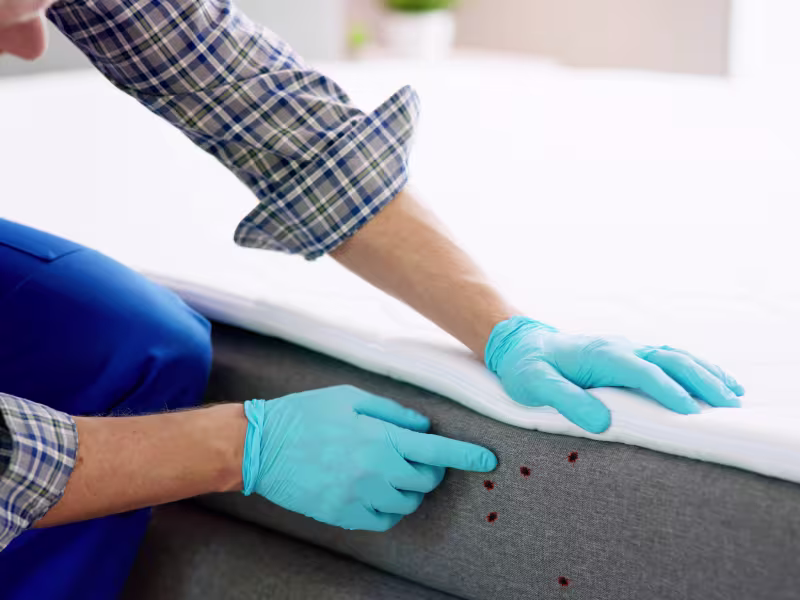 Pesticon technician inspecting mattress for bed bug removal Vancouver service
