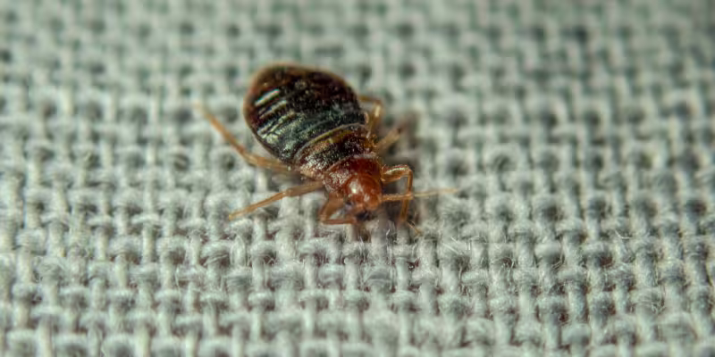 Close up of bed bug on fabric during bed bug removal Vancouver treatment