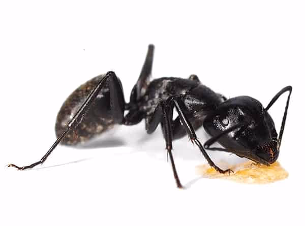 Detecting carpenter ants in Vancouver